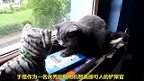 猫咪：铲屎官能成熟点不，拿假猫糊弄我