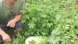 放长线，钓大鱼，见好就收吧！