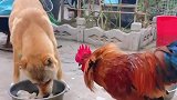 大公鸡你想吃就吃吧，干嘛恐吓狗子啊