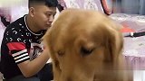 男主告诉金毛是去打针，狗子吓的都不敢动了