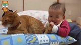 1岁娃突然咬小猫的尾巴，接下来请注意小猫的反应，看一次笑一次