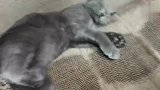 我家的蓝猫这么懒，脾气还这么暴