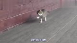 与老虎青梅竹马的猫咪,走出六亲不认的步伐,看完请憋住别笑!