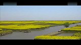 油菜花-20120305-兴化油菜花节