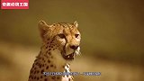 猎豹来到猫鼬地盘，被猫鼬隔着笼子触碰，猫鼬：兄弟们快来撸猫！