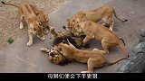 雄狮被6只母狮围攻，它到底犯了什么错？要受到如此惩罚！