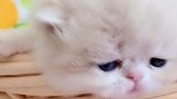 小猫咪奶声奶气的，太可爱了，好想抱抱