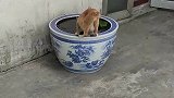 猫咪反应灵敏，轻松躲过偷袭，猫：总有刁民要谋害朕