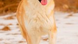 秋田犬：日本最大的狐狸犬种