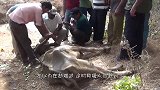 水牛被困一个月饿成皮包骨，本以为在劫难逃，这时救援人员赶到了