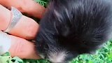 草原上的小精灵