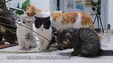 第一次见爱啃树枝，自己去水盆洗爪爪的小奶猫，样子萌得不像话