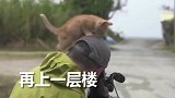 这是一只调皮的小橘猫，一点也不怕生