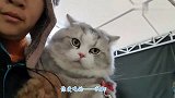 霸道惯了的小脑斧，逛菜市场口吐莲花。嗲声嗲气萌s个人
