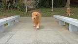 狗子也能走出猫步，音乐一响戏精入场，笑到停不下来