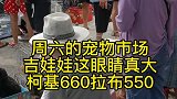 宠物市场都有哪些狗狗，吉娃娃，柯基，拉布拉多