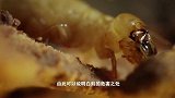 50万只白蚁有多厉害？仅用数小时，就将房子变得“千疮百孔”！