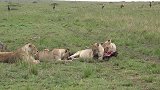 动物世界：淡定吃肉的狮群