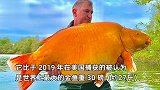 男子钓鱼发现不对劲，花25分钟拉上来后惊喜大叫：世界最大的金鱼