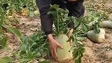 这萝卜在我们这一斤，有钱人家餐桌上必须都有它！