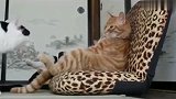 美国橘猫坐在椅子上装大哥，谁知白猫一来就露馅了