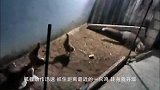 狐狸潜入院子偷鸡，主人放出2条猛犬，狐狸偷鸡不成蚀把米
