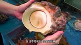 小伙挖“绿海螺”，小刀划一圈，轻轻一翘，螺肉飞出，这技术绝了