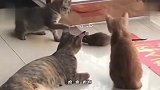 猫：现在这老鼠都不知道反抗了，真没劲