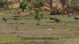 1只鳄鱼被3只河马包围，鳄鱼实在打不过，只能被一次次欺负