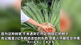 男子见到铁树开花凤凰抱蛋，当场解剖“研究”：恐龙能吃但人吃有毒