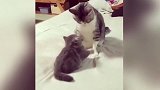 和大猫咪闹着玩的小猫咪，看这俩的姿势，是要笑死我