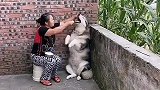 奶奶喂狗，不吃也得吃