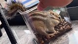 贪吃的小松鼠！