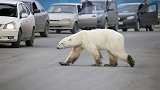 揪心！北极熊流浪1500公里到城市觅食 垃圾堆里翻找食物