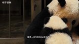 奶妈喊开饭，一团熊猫狂奔而来，这六亲不认的步伐，你肯定没见过