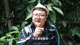 川渝名菜“火爆肥肠”教程来了，大火爆炒12秒，锅里都着了