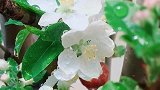 花能解语最可人！