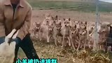 小羊羔被扔进狼群，没想到瞬间就没了