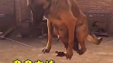 狗生不易呀，多多支持