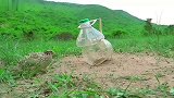 用塑料瓶子制作的陷阱，成功捕获了一只鹌鹑
