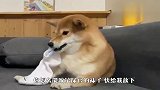 柴犬看到同伴咬主人的袜子，一巴掌招呼了过去，结局笑翻了