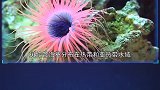 8种美丽的海洋生物