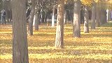 旅游-北京地坛公园银杏秋景是如此迷人