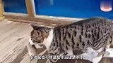 这只猫咪太坏了，抓到一只耗子后，竟当着主人面不断戏弄它