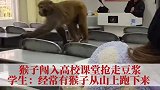 猴子闯入高校课堂抢走豆浆
