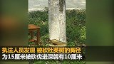 住在一楼觉得采光不好 杭州老夫妻将树砍到只剩5厘米