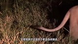 狮群围攻豪猪，母狮一口咬下去，豪猪扎你一脸信不信！