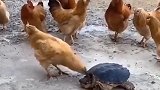 有些鸡走着走着就把蛋下了，鸡：只要我想下蛋，哪里都可以是窝！