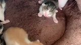 橘猫：本喵只想出门去浪，孩子你保管我放心