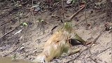 这是什么东西